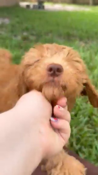 Jensen - Mini/Medium goldendoodle in Navarre, Florida