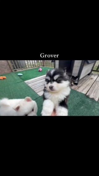Grover in Dublin, Georgia