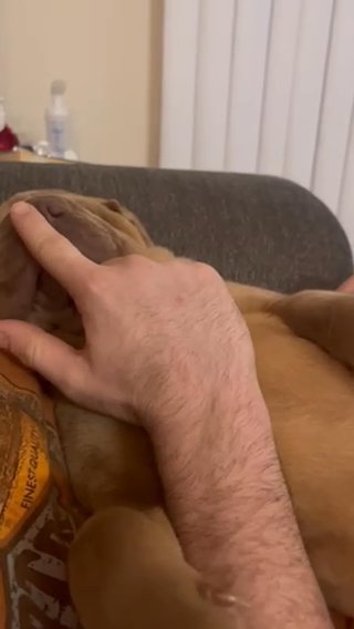 Orange Shar Pei in Orlando, Florida