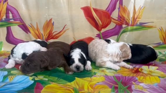 Mini Sheepadoodles in Jonesboro, Arkansas