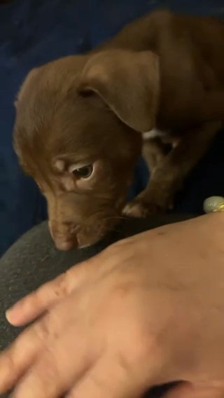 two 8 week pups in Bethlehem (Township), Pennsylvania