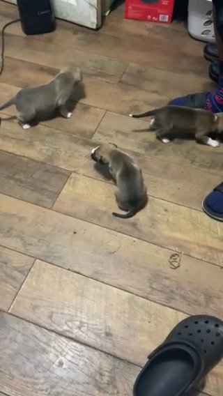 Shonda Litter in Starkville, Mississippi