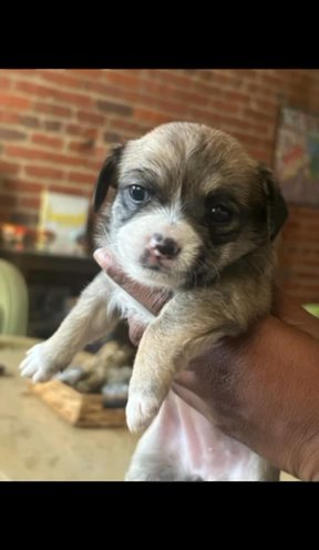 7 Puppies (the 27 Club) Payment Is For ONE Puppy in Cleveland, Ohio