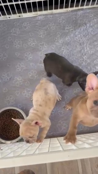 Frenchie Puppies!! in Modesto, California