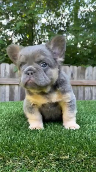 LILAC TAN FLUFFY CARRYING ROJO!! Copyright ❌ Lottie in Indianapolis, Indiana