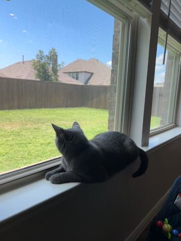 1 Year Old Domestic Shorthair Male in McKinney, Texas
