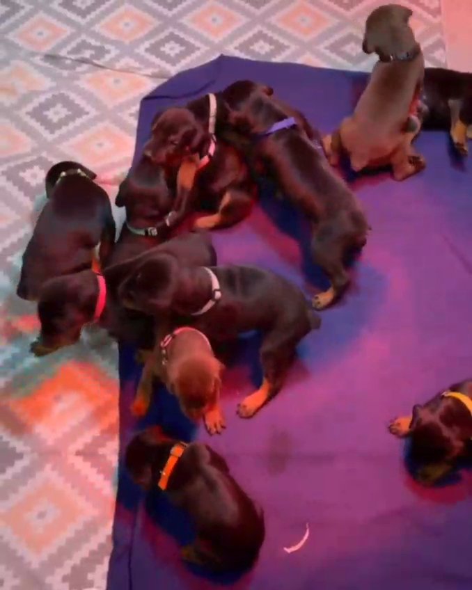 miniature Pinscher pups in Houston, Texas