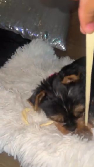 Adorable CKC Puppy in Moreno Valley, California