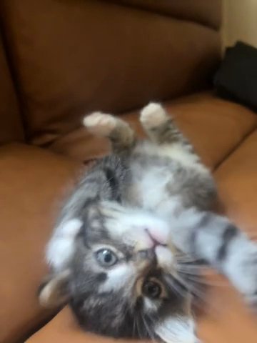 Grey And Black Fluffy Male Kitten in Manassas Park, Virginia