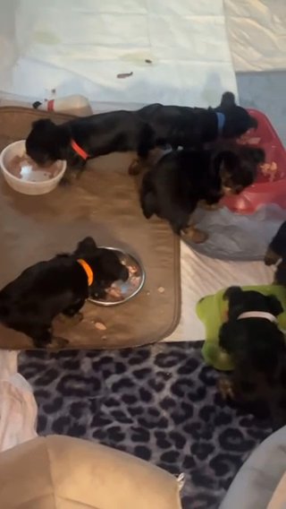 Teacup Yorkie Puppy Named Max (Male) in Virginia Beach, Virginia