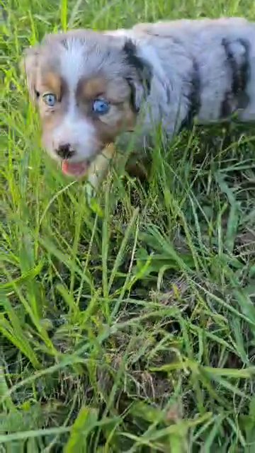 Mini Australian Shepherd (American Shepherd) BLUE Merle Female in Ocala, Florida