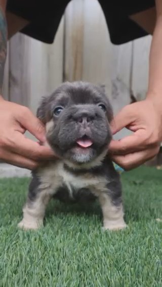 French Bulldog Fluffy Big Rope in Orlando, Florida