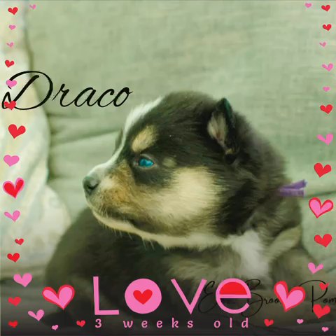 Leo - ON HOLD in Grand Rapids, Michigan