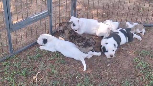 Pitbull puppies ? in Greenwood, South Carolina