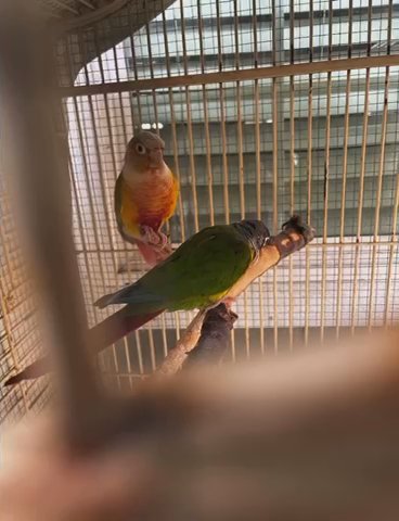 Green Check Conure And Pinapple Conure in Oxnard, California