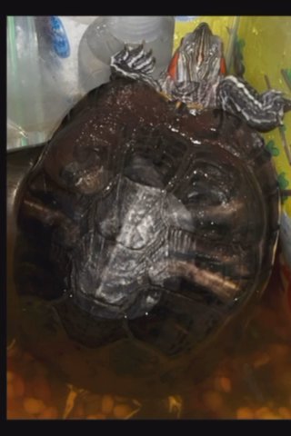 Red Ear Slider Turtle in Oxnard, California