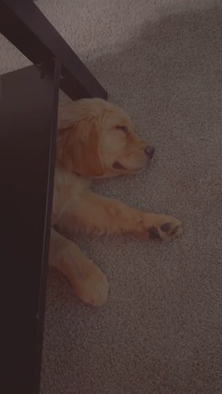 Golden Retriever Puppy in Phoenix, Arizona
