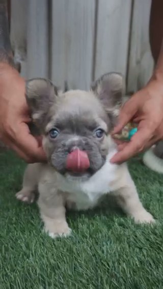 French Bulldog Fluffy in Orlando, Florida