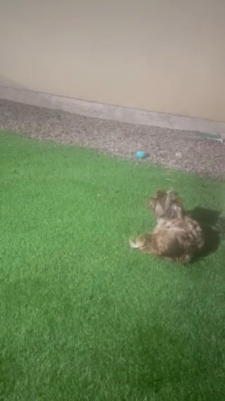 Lucky Rare Chocolate Merle (10 Months Old) in Houston, Texas