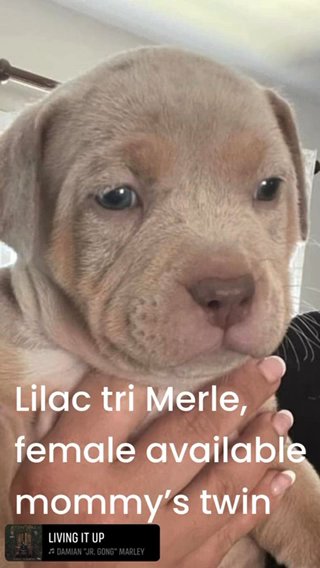 Xl American Bullies in Toms River, New Jersey