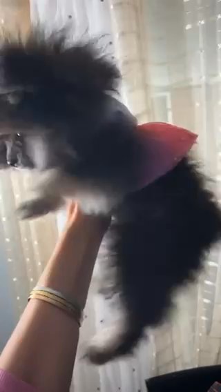 Female Tricolor Pomeranian For Sale in Lake Elsinore, California