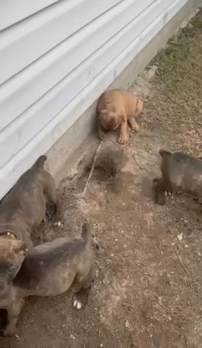 Cane Corso Puppy For Sale in Columbia, South Carolina