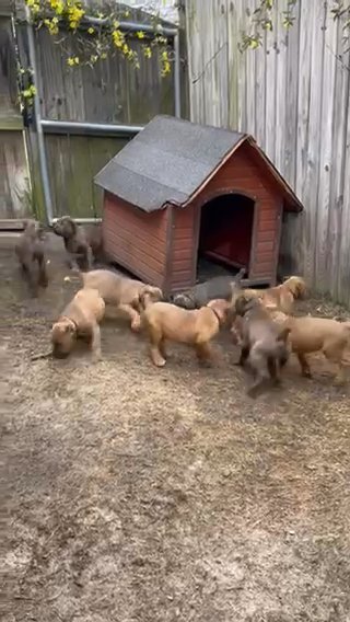 Cane Corso Puppies For Sale in Columbia, South Carolina