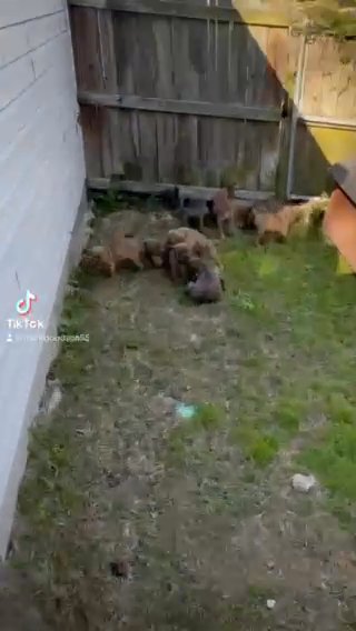Eight Week Old Puppies For Sale, Fully Vaccinated And Ready For A Home in Columbia, South Carolina