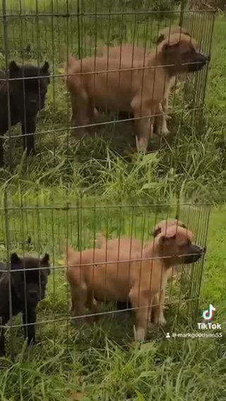 Cane Corso Puppies For Sale in Columbia, South Carolina