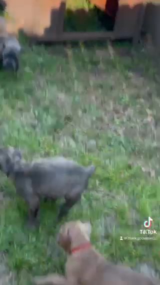 Cane Corso Puppies For Sale? in Columbia, South Carolina
