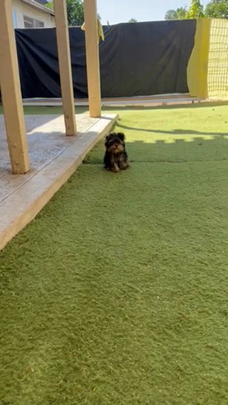 Yorkie in Riverside, California