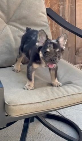 Black Tan Merle Fluffy in Bethlehem, Pennsylvania