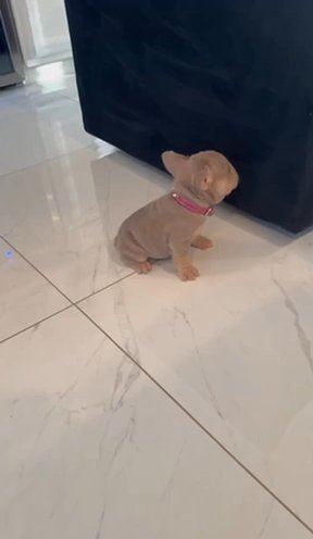 French Bulldog Big Rope in Cranston, Rhode Island