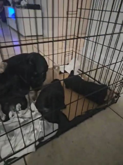 Pug Litter in Homestead, Florida