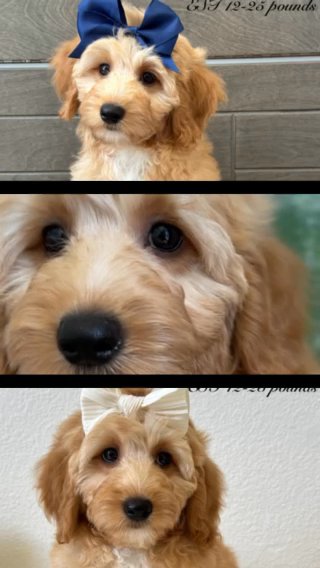 Female Micro Goldendoodle in Dallas, Texas