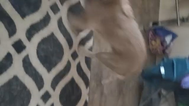 rehoming in Fort Lauderdale, Florida