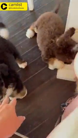 bernedoodle in Kinston, North Carolina