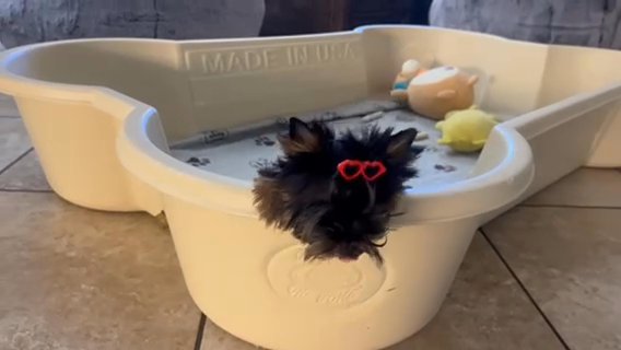 Joel Tcup Traditional Black And Gold Yorkie in Riverside, California