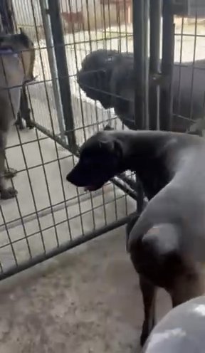Daniff Female Pup Corso/Dane in Chattanooga, Tennessee