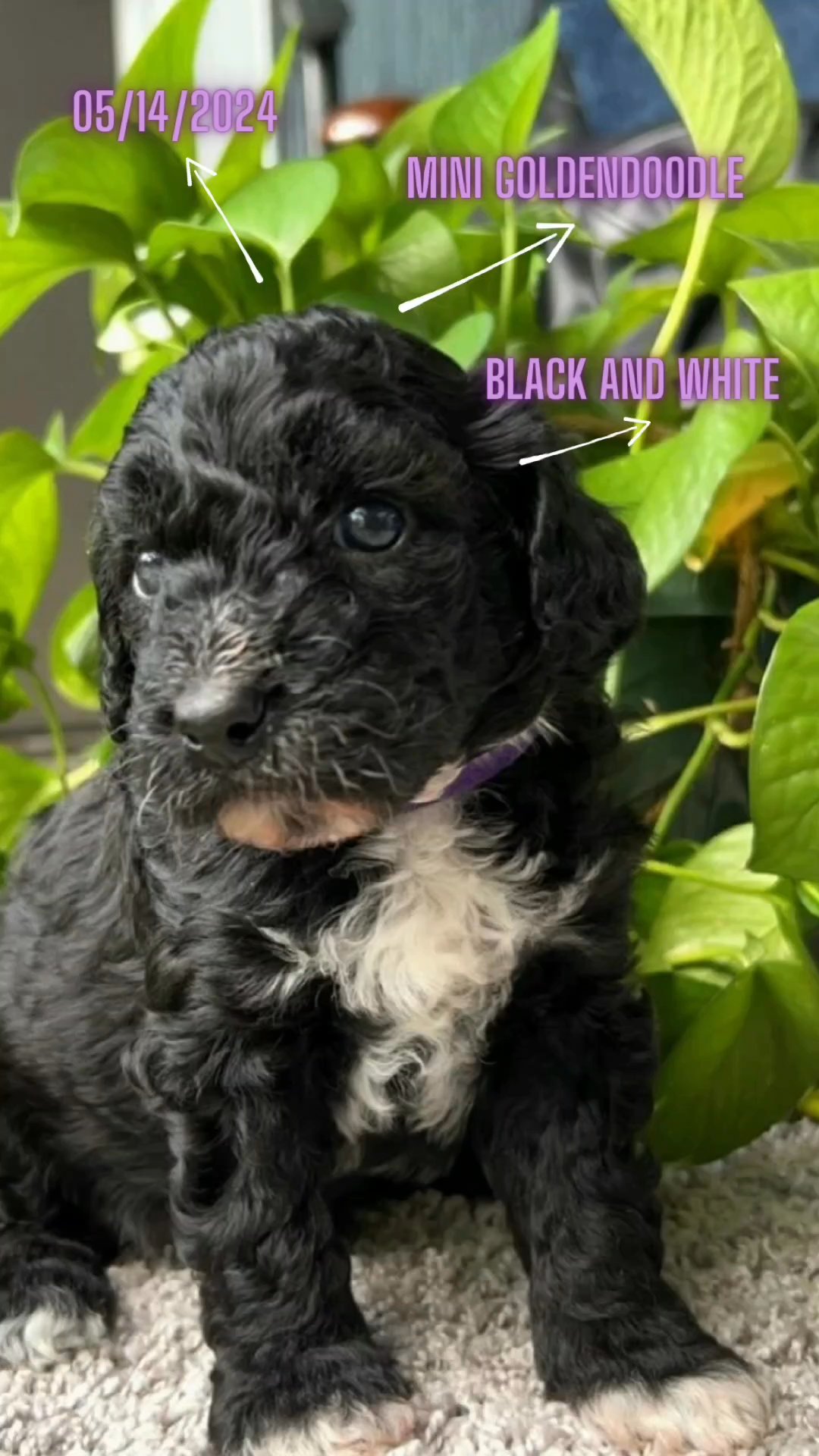 Mini Goldendoodle ? in Orlando, Florida