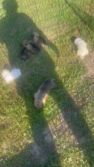6week Old Litter Of German Shepherd Puppies in Canton, Mississippi