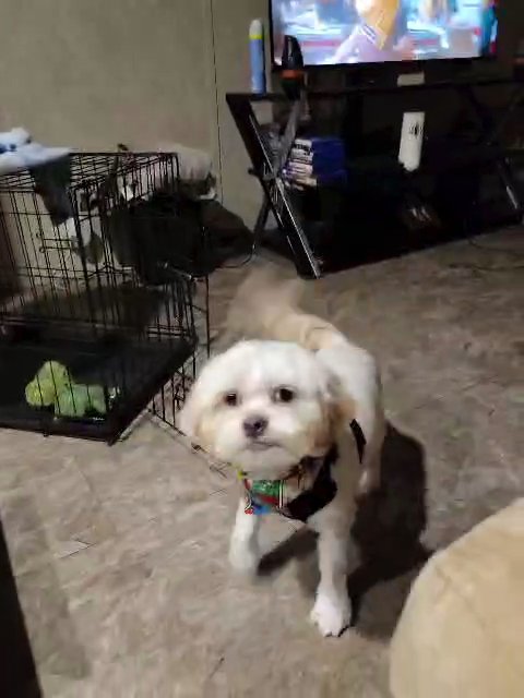 duke the shih tzu in Hinesville, Georgia