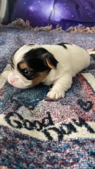 Male Parti Yorkie Puppy in Newton, North Carolina