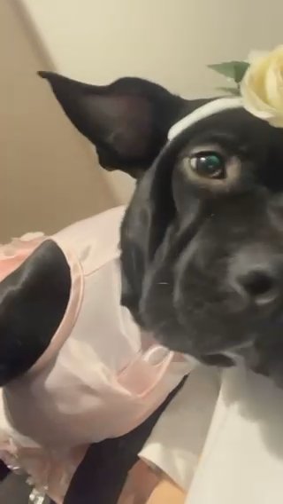 looking For A New Home in Chicago, Illinois