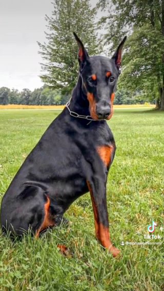 European Doberman Stud in Zephyrhills, Florida