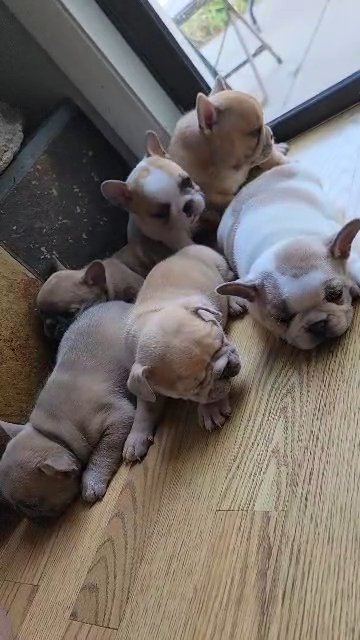 French Bulldogs in Greeley, Colorado