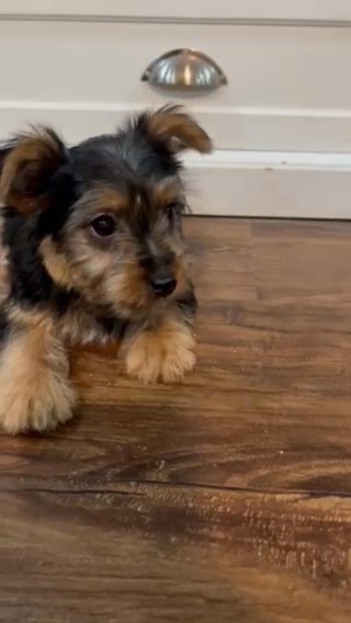 Yorke Puppy in Arlington, Texas