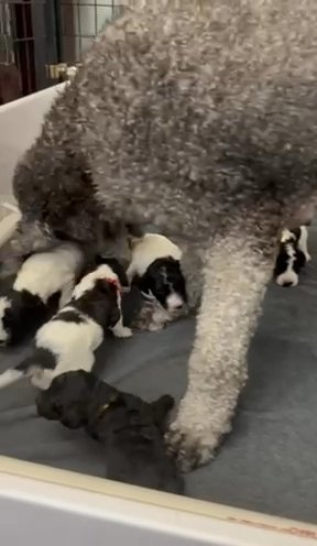 AKC Standard Poodle Puppies in Easton, Maryland