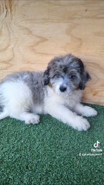 Toy Aussiedoodle in Palm Bay, Florida