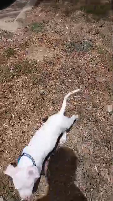 white American bully puppy‼️ in Dallas, Texas